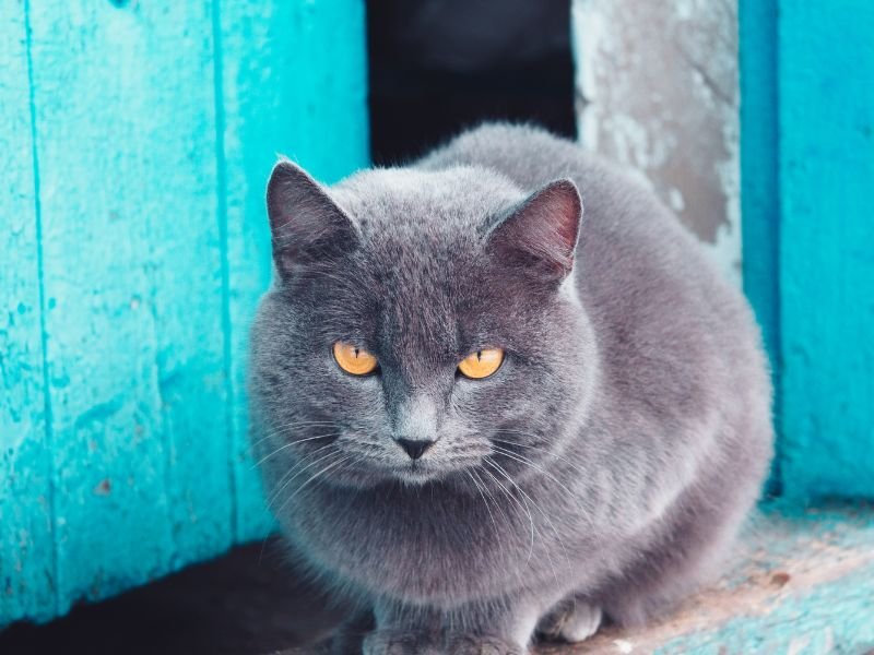 are russian blue cats aggressive