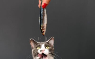 Are Sardines Good For Cats? Unleashing The Power Of Sardines