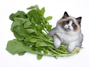 can cats eat arugula