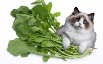 Can Cats Eat Arugula? What You Need to Know