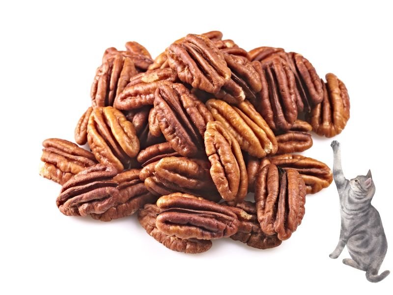 can cats eat pecans?