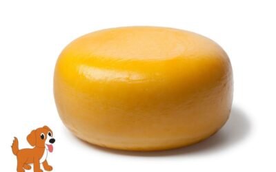 Can Dogs Eat Gouda Cheese? Discover the Surprising Truth