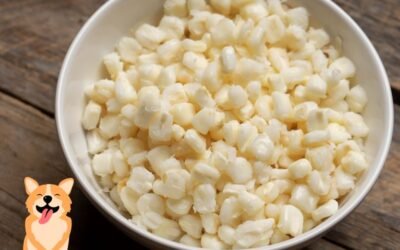 Can Dogs Eat Hominy? Everything You Need To Know