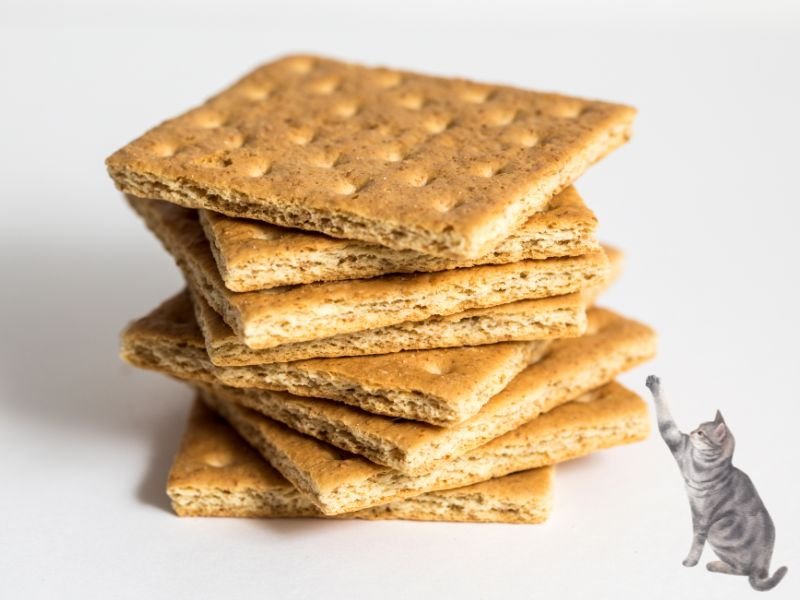 Can Cats Eat Graham Crackers