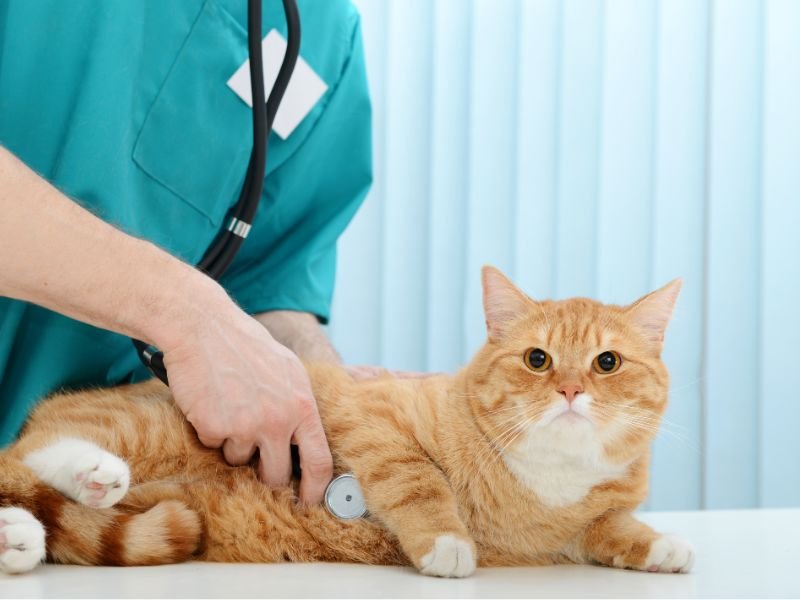 cat and veterinarian