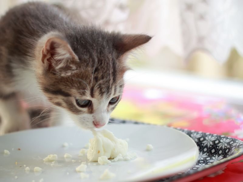 cat eating cheese