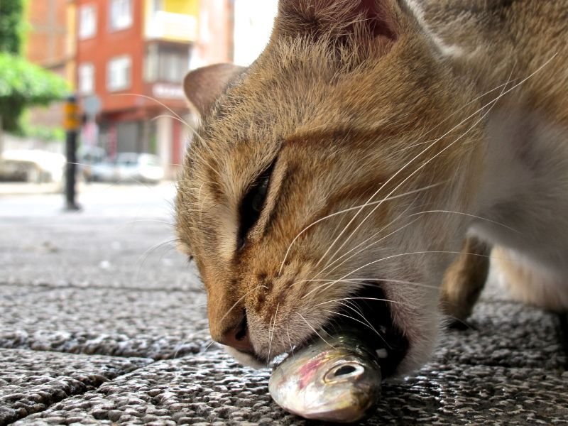 cat eating fish