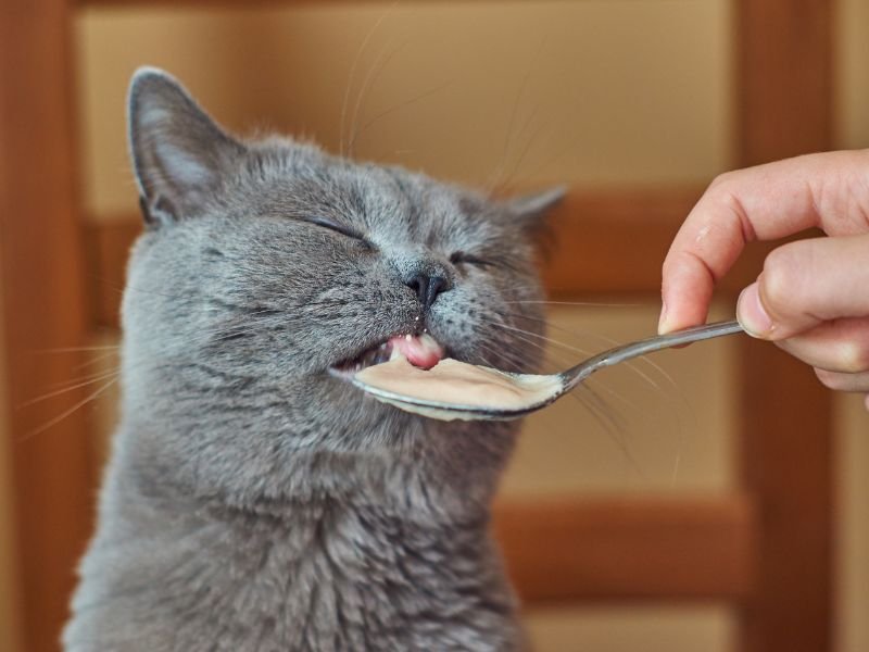 cat eating healthy food