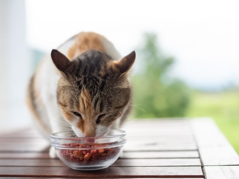 cat eating healthy food