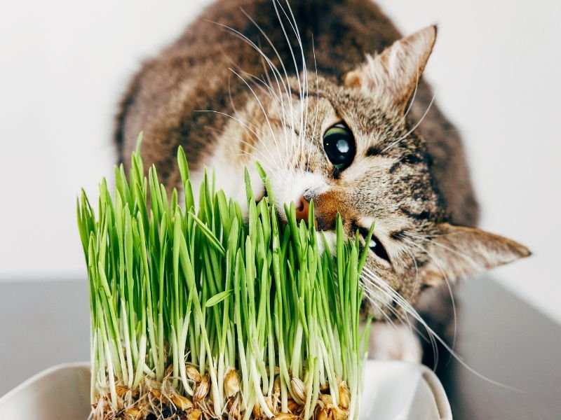 cat eating herbs