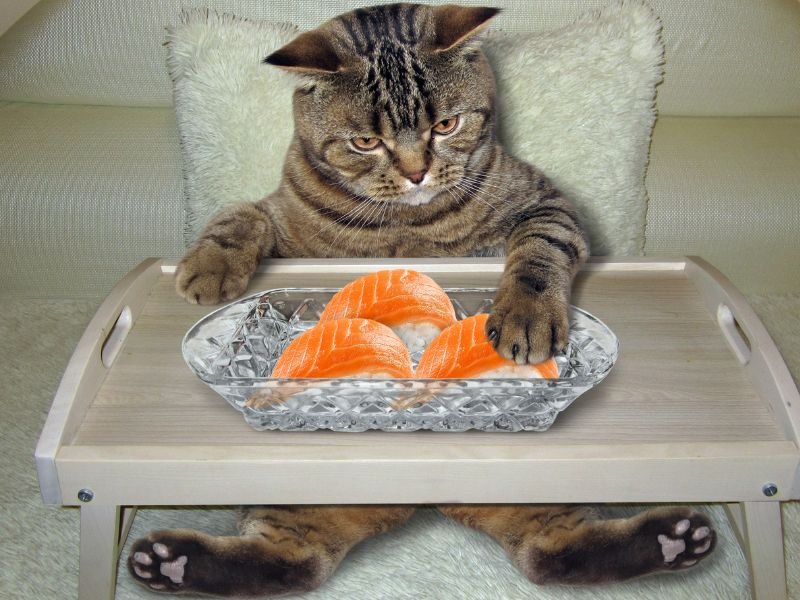 Can Cats Eat Smoked Salmon?