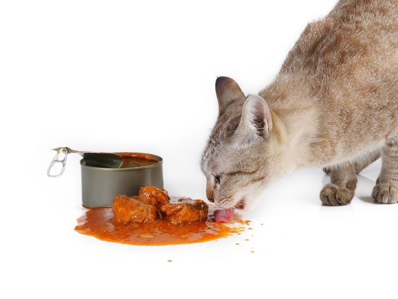 cat eating sardines