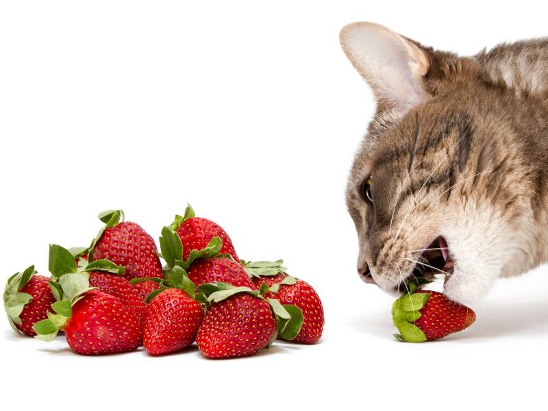 cat eating strawberries