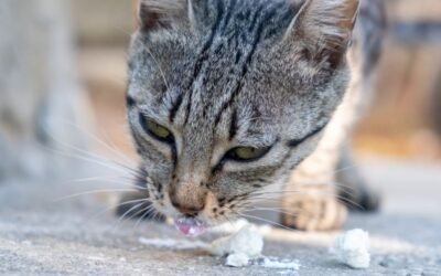 Can Cats Eat Tofu – Everything You Need To Know