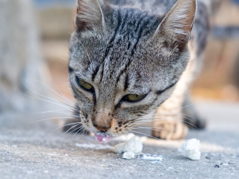 Can Cats Eat Tofu