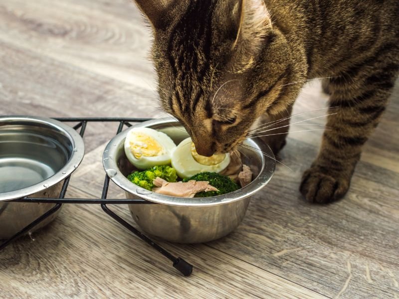 cat eating vegetables