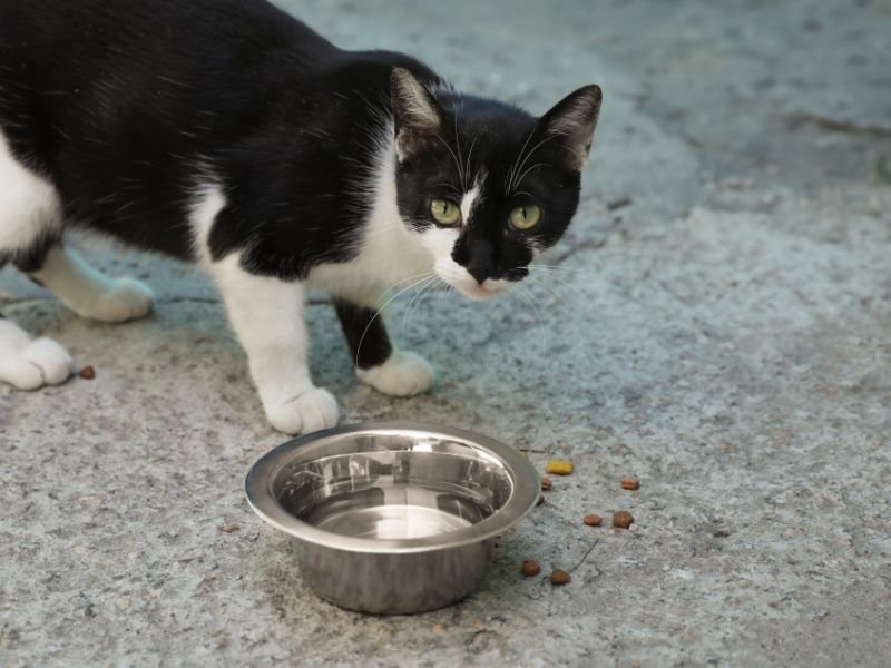 cat hydration