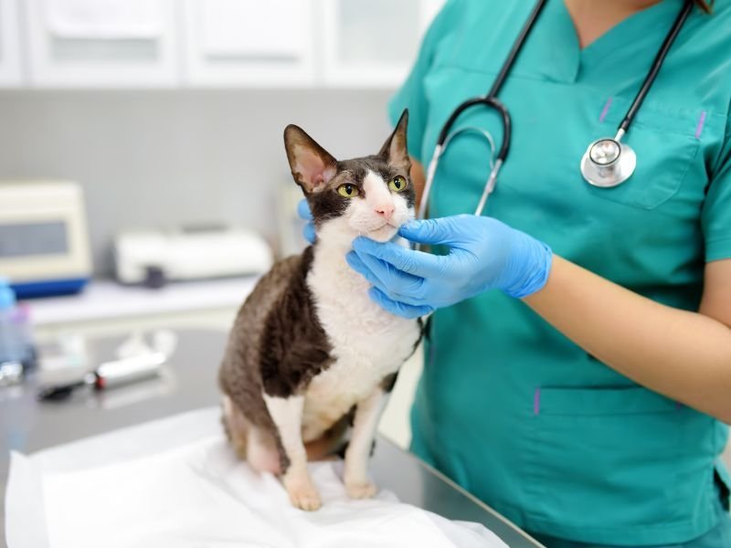 cat on veterinary care