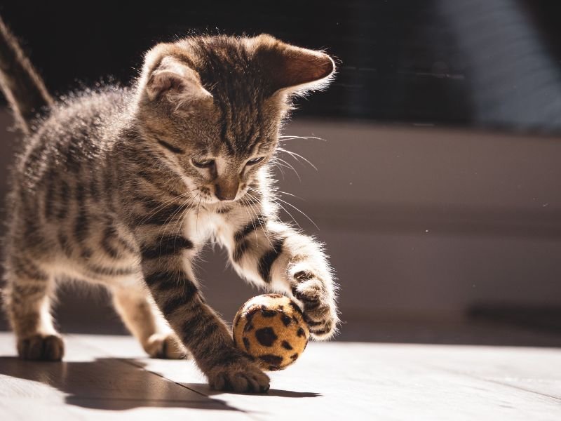 cat playing with ball