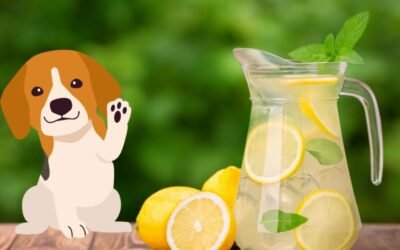 Can Dogs Drink Lemonade – Protentional Risks & Benefits