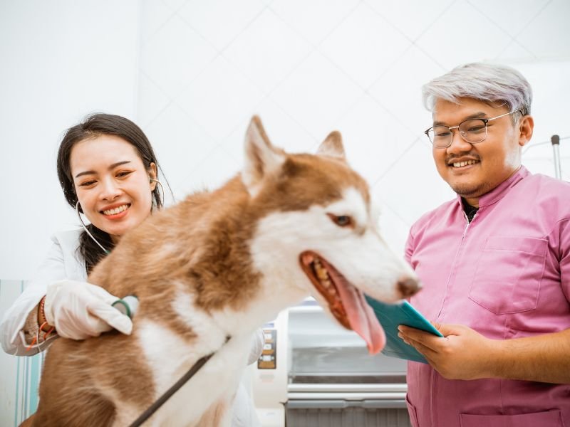 dog and veterinarian