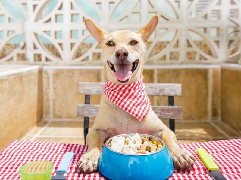 dog ready for lunch