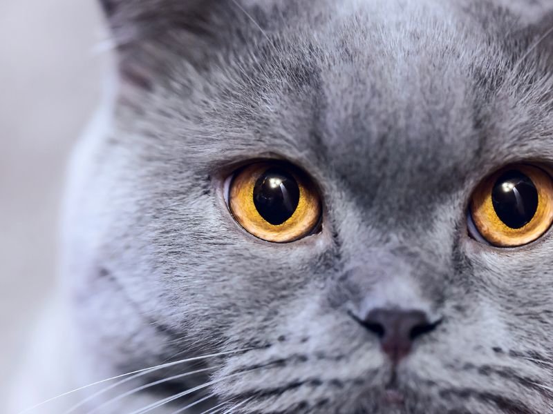 fluffy russian blue cat