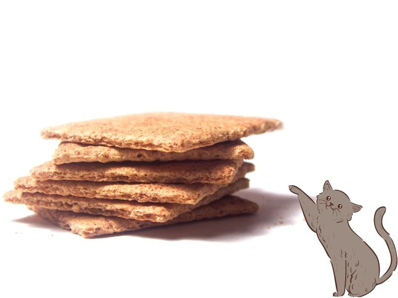 graham crackers and cat