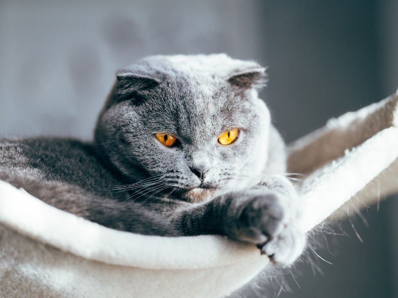 russian blue cat chilling