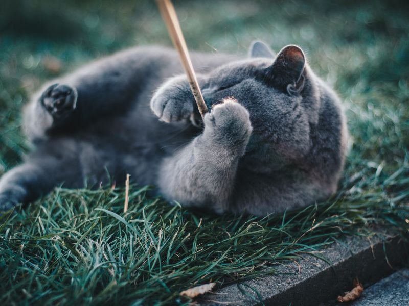 russian blue cat playing