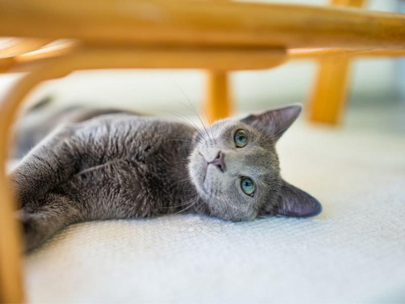 russian blue cat