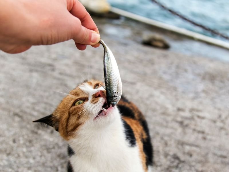 sardines and cat