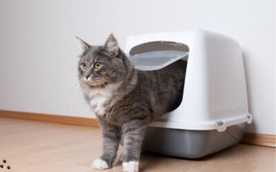 8 Best Cat Litter Boxes of 2024: Tested, Reviewed & Rated